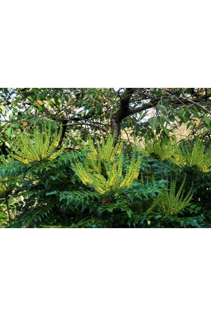 Крупним планом листя магонії Charity із зубчастими краями. 